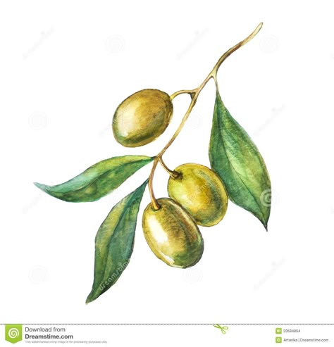 Hand Drawn Olive Branch Stock Photos – 152 Hand Drawn Olive Branch ... Olive Tattoo, Tree Branch Tattoo, Olive Branch Tattoo, Olive Plant, Branch Tattoo, Pastel Sec, Tree Drawing, Olive Leaf, Tree Tattoo