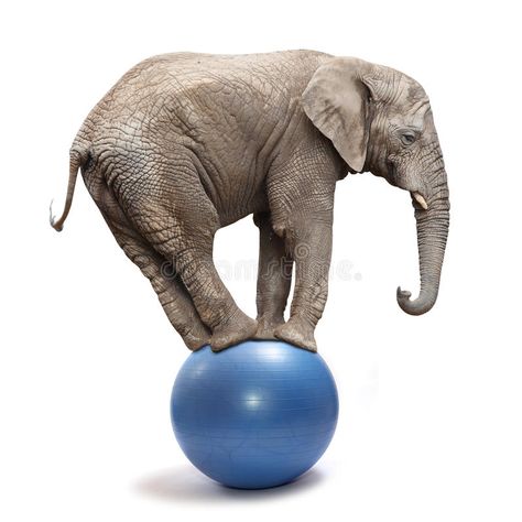 Elephant balancing on a blue ball. African elephant (Loxodonta africana) balanci , #Sponsored, #blue, #ball, #Elephant, #balancing, #Loxodonta #ad Elephant Images, Elephant Pictures, Circus Elephant, Blue Ball, African Elephant, Big Data, Black People, Royalty Free Images, Animal Pictures