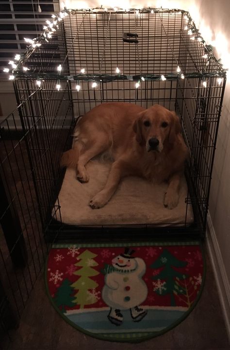 Golden Retriever Christmas, I'm Afraid, Golden Retrievers, Christmas Dog, Dog Pictures, My Baby, I Love Dogs, Dog Love