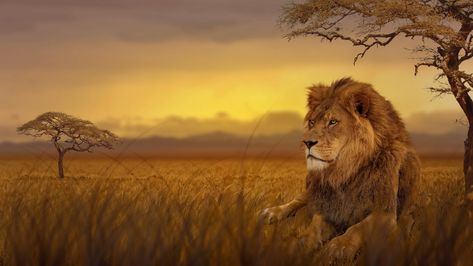 Lion Forest 4k lion wallpapers, hd-wallpapers, forest wallpapers, animals wallpapers, 4k-wallpapers Lion Hd Wallpaper, Cool Desktop Wallpapers, Free Gif, Background Blur, Wild Animal Wallpaper, Blur Image, Lion Photography, Lions Photos, Lion Wallpaper