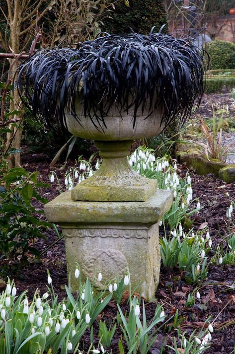 Black Mondo Grass Landscaping, Ophiopogon Planiscapus, Black Mondo, Garden Design Ideas On A Budget, Witches Garden, Black Plants, Black Mondo Grass, Dark Garden, Goth Garden