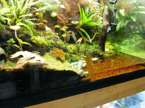 Vampire Crab Tank, Salamander Tank, Salamander Terrarium, Aquatic Terrarium, Frog Vivarium, Pet Enclosures, Tiger Salamander, Tank Terrarium, Frog Terrarium