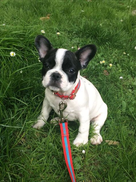 Toy French Bulldog, Baby French Bulldog, American Bulldogs, Cute Fluffy Dogs, Cute Teacup Puppies, Puppy Friends, Very Cute Puppies, Really Cute Puppies, Super Cute Puppies