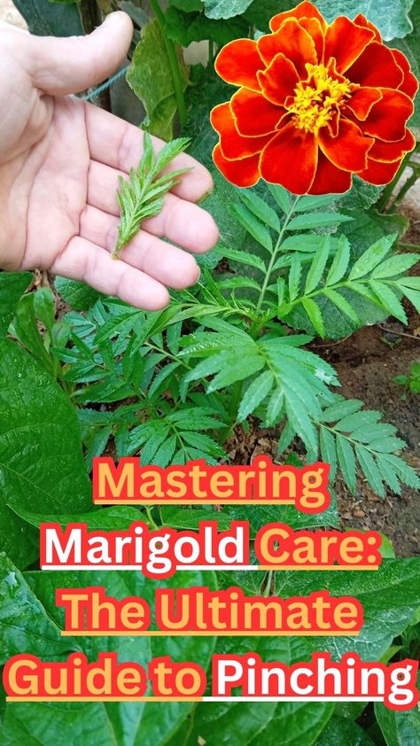 Mastering Marigold Care: The Ultimate Guide to Pinching Types Of Marigolds Flower, Marigold Companion Planting, Find Your Marigold, Lemon Gem Marigold, Tangerine Gem Marigold, Sweet Potato Slips, Growing Marigolds, Growing Organic Vegetables, List Of Vegetables