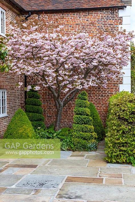 Prunus 'Shirofugen' - Ornamental Japanese Cherry' tree in blossom above Buxus - Box - topiary shapes, small bed against brick period house with paved surround Ornamental Cherry Tree, Cherry Tree Front Yard, Cherry Tree Backyard, Blossom Tree In Garden, Cherry Blossom Courtyard, Cherry Blossom Tree In Garden, Cherry Blossom Tree Garden, Cherry Blossom Backyard, Prunus Shirofugen