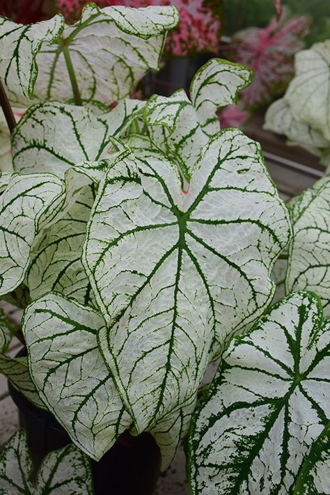 White Christmas Caladium (Caladium 'White Christmas') at Vandermeer Nursery Green Veins, Potted Houseplants, Elephant Ears, Herbaceous Perennials, Low Maintenance Plants, Perfect Plants, White Leaf, Bedding Plants, Types Of Soil