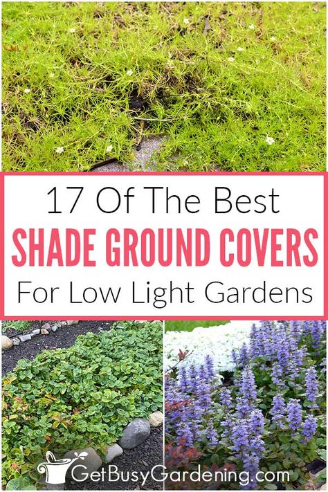 Ground Cover Landscape Ideas, Colorado Ground Cover, Outdoor Ground Cover Ideas, Groundcovers For Shade, Xeriscape Ground Cover, Ground Covering Perennials, Planting Ground Cover Plants, Under Tree Ground Cover, Low Ground Cover Perennials