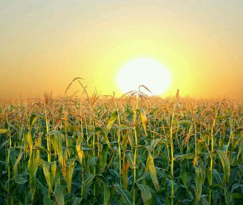 Field At Sunset, Pocket Full Of Sunshine, Corn Field, Farm Lifestyle, Field Of Dreams, Rural Life, Indian Summer, Hello Autumn, Country Living