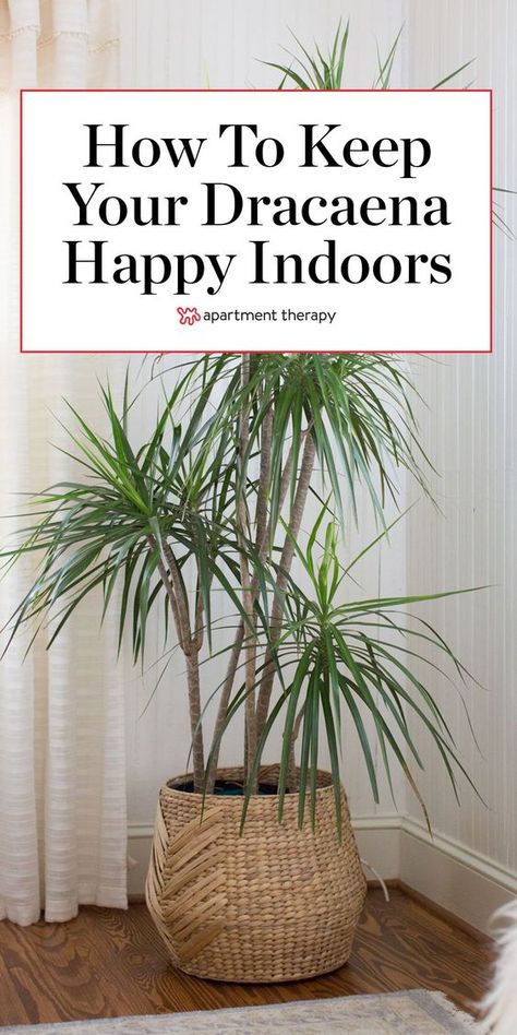 Dracaena is a tall, chic, air-cleaning tropical plant (that’s actually easy to grow! #dracaena #dracaenaplant #houseplants #tropicalplants #indoorplants #largeplants #indoortrees #plantcare #dracaenacare #dracaenatips Indoor Tropical Trees, Tall Inside Plants, How To Propagate Dracaena Plant, Best Tall Indoor Plants, Dracaena Marginata Care, How To Care For Dracaena Plant, Dracaena Plant Care Houseplant, Palm Tree House Plant, Dragon Plant Indoor