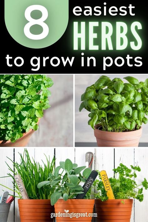 Growing Herbs Outdoors, Easiest Herbs To Grow, Grow Herbs Indoors, Herbs In Pots, Growing Herbs In Pots, Growing Chives, Best Herbs To Grow, Easy Herbs To Grow, Herbs To Grow