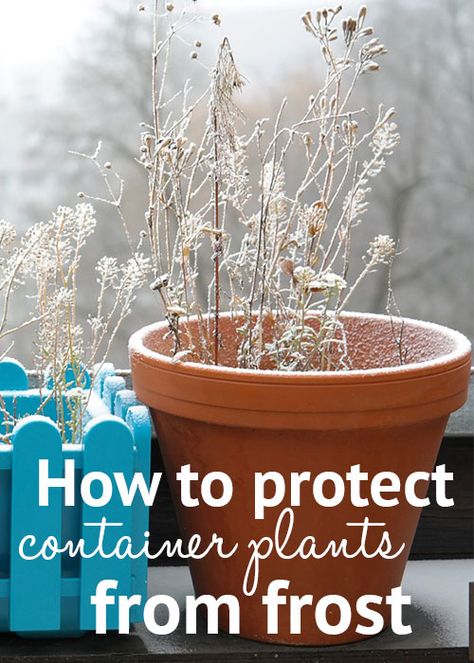 How to protect container plants and pots from winter frost How To Protect Plants From Frost, Protect Plants From Frost, Overwintering Plants, Frost Protection For Plants, Plants And Pots, Container Planting, Landscape Gardening, Making Plant Pots, Plants Pots