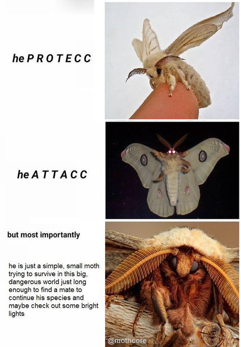 27 Moth Memes That Will Bring You Towards The Light - Funny Gallery Cute Moth, The Moth, Arthropods, 웃긴 사진, Arachnids, Wholesome Memes, Meme Template, Cute Little Animals, 귀여운 동물