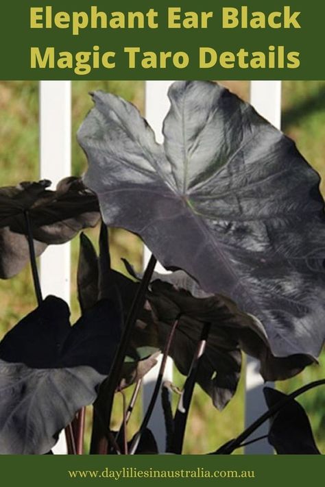 How to grow, propagate, plant elephant ear black magic taro bulb Black Elephant Ears, Colocasia Esculenta, Australian Photography, Elephant Ear Plant, Australian Wildlife, Elephant Ears, Australia Day, Daylilies, Australian Art