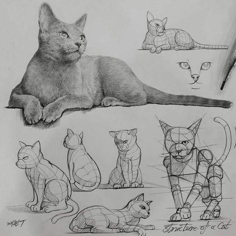 Pencil Drawing Exercises, Sketches Portrait, Portfolio Reference, Structural Drawing, Realistic Sketch, Drawing Guides, Drawing Animals, Cat Sketch, 강아지 그림