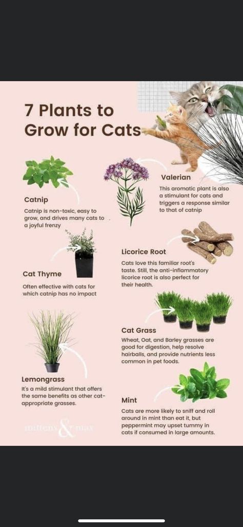 Indoor Cat Grass Bed, Cat Safe Plants Outdoor, Cat Safe House Plants, Growing Catnip, Pet Friendly House Plants, Safe House Plants, Cat Friendly Plants, Baby Loki, Catnip Plant