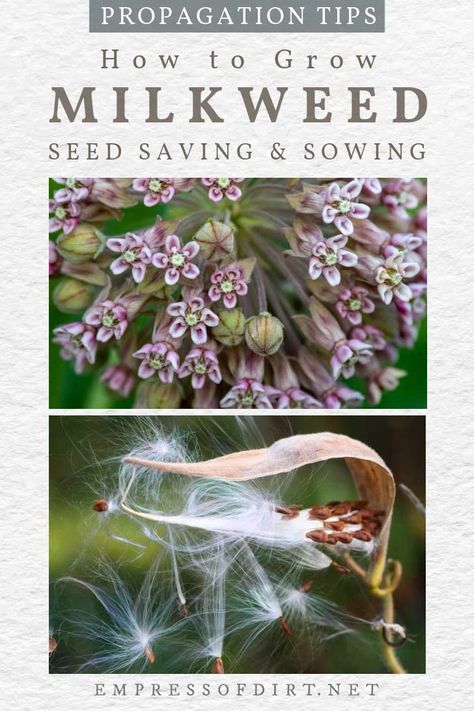 Pollinators Garden, Monarch Butterfly Habitat, Raising Monarch Butterflies, Butterfly Stuff, Milkweed Flower, Monarch Butterfly Garden, Butterfly Garden Plants, Plants That Attract Butterflies, Milkweed Seeds