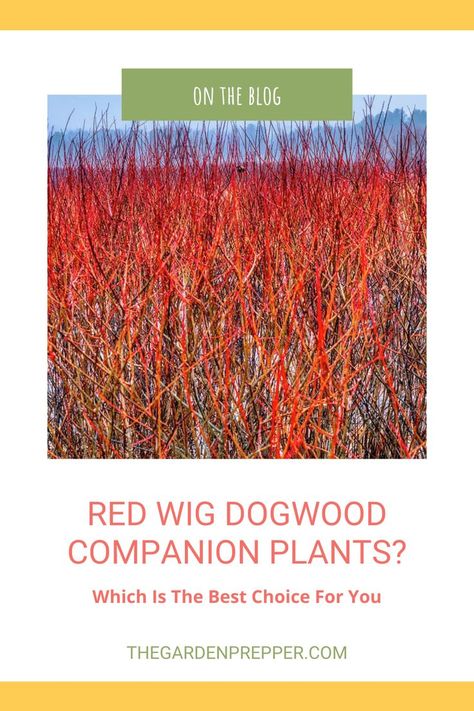 red twig dogwood companion plants Artic Fire Red Twig Dogwood, Bailey Red Twig Dogwood, Red Twig Dogwood Companion Plants, Red Twig Dogwood Landscape, Red Twig Dogwood Shrub, Quick Fire Hydrangea, Dogwood Bush, River Birch Trees, Yellow Twig Dogwood