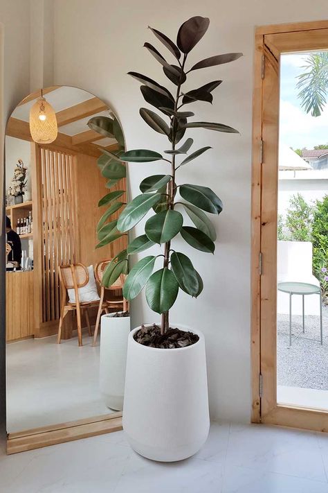 Low Light Plants Indoor, Plants Indoor Design, Indoor Tree Plants, Indoor Plants Decor, Tall Indoor Plants, Vaulted Ceiling Living Room, Indoor Tree, Living Room Plants, Indoor Trees