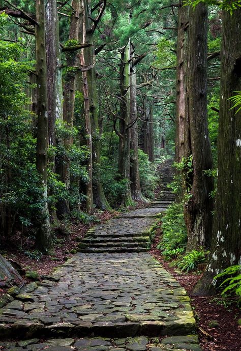 Daimon-zaka slope on Kumano pilgrimage Japanese Forest, Forest Trail, Forest Road, Forest Path, Walk In The Woods, Natural Scenery, Alam Yang Indah, Magical Places, Nature Aesthetic