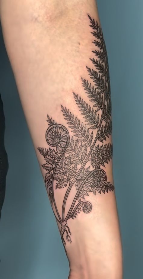 Tree Fern Tattoo, Palapalai Fern Tattoo, Fiddle Fern Tattoo, Fern Calf Tattoo, Curled Fern Tattoo, Fern Forearm Tattoo, Fiddlehead Fern Tattoo, Fern Arm Tattoo, Fern And Flower Tattoo