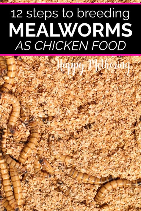 Meal Worms For Chickens, Raising Mealworms, Chicken Feed Diy, Meal Worms Raising, Mealworm Farm, Food For Chickens, Meal Worms, Backyard Chicken Coop Plans, Backyard Chicken Farming