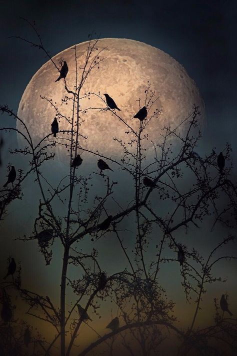 Night Sky Artwork, Happy Evening, Raindrops And Roses, Dead Of Night, Blue Butterfly Wallpaper, Big Moon, World Birds, Fajardo, Photography Competitions