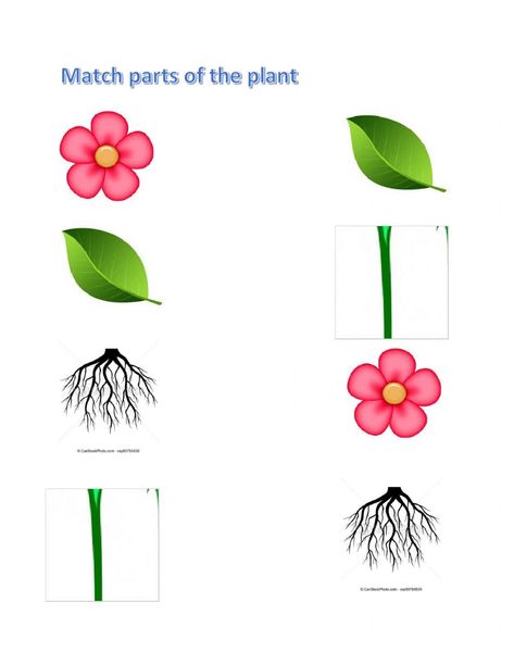 Tumbuh Tumbuhan Prasekolah, Parts Of Plant Worksheet, Types Of Plants Worksheet, Parts Of A Plant Worksheet, Plant Worksheet, Preschool Activity Sheets, Hindi Poems For Kids, Plants Kindergarten, Parts Of The Plant