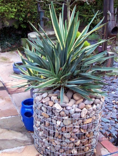 40 DIY Stone Craft Ideas For Many Use - Bored Art Rock Planters, Gabion Wall, Garden Features, Landscape Projects, Diy Patio, Planter Boxes, Rock Garden, Growing Plants, Walkway