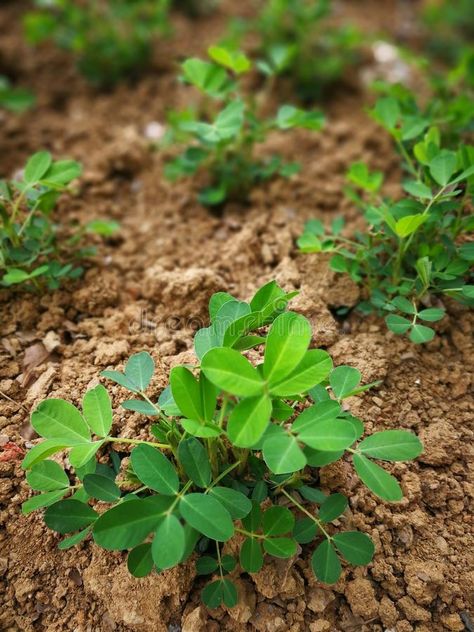 Peanut plant. In the ground , #AD, #Peanut, #plant, #ground #ad Peanut Plant Tattoo, Growing Peanuts From Seed, Ground Nut Plant, Peanut Plant Illustration, Peanut Photography, Peanut Plant, Ground Plants, Neem Plant Photo, Growing Peanuts