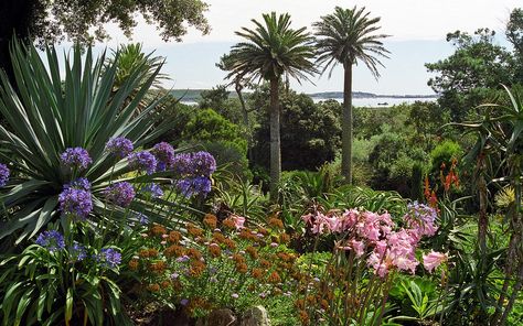 Tresco Abbey Gardens, Coastal Cottages, Scilly Isles, Architectural Plants, Shell House, Great Western Railway, Gulf Stream, Street Trees, Coastal Gardens