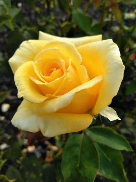 Roses Reference, Yellow Rose Of Texas, Rose Reference, Roses Art, Grandmas Garden, Coming Up Roses, Rose Images, Garden Help, Meadow Flowers