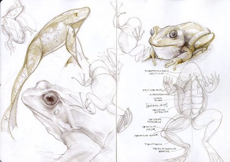 #frogs #anatomy #frogdrawing #copic #sketch #sketchbook #art #design #pencil #illustration #drawing Reptile Anatomy Drawing, Scary Frog Drawing, Frog Anatomy Drawing, Toad Anatomy, Frog Drawing Reference, Drawing Reference Realistic, Frog Sketches, Frog Reference, Frog Anatomy