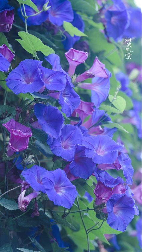 Morning Glory Flowers Wallpaper, Morning Glory Flowers Aesthetic, Morning Glory Aesthetic, Morning Glory Wallpaper, Greetings For The Day, Blue Morning Glory, Morning Glory Flowers, Blue Garden, Pretty Images