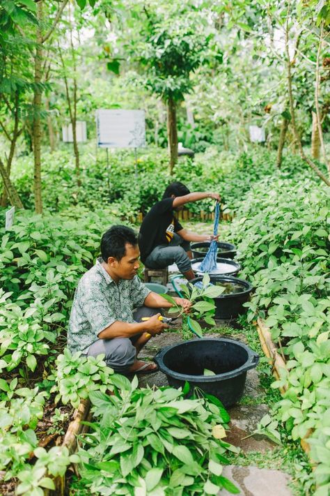 Cafe Exterior, Bali Shopping, Indigo Dyeing, Indigo Plant, Indigo Shibori, Textile Texture, Indigo Colour, Eco Printing, Indigo Dye