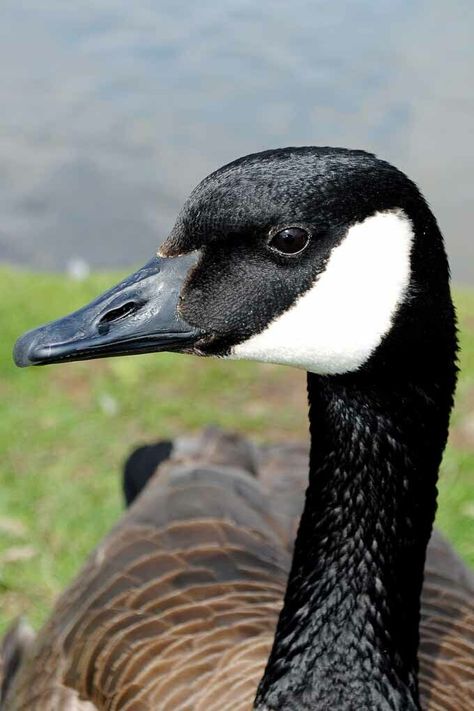 Canada Goose Canadian Geese Wild Bird Photograph Picture Print Wild Birds Photography, Canadian Geese, Canada Geese, Canadian Wildlife, Canadian Goose, Modern Photographers, Portrait Pictures, Wild Bird, Contemporary Photographers