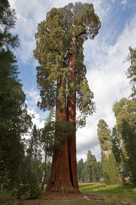 Ed By Ned - our favorite sequoia trees Sequoiadendron Giganteum, Sequoia Tree, Redwood Tree, Large Tree, Old Trees, Sequoia National Park, Unique Trees, Big Tree, Tree Hugger