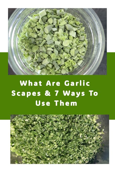 Garlic scapes are long, green curly shoots that emerge directly from the garlic bulb. Scapes are typically to that of a hardneck variety. Starting A Garden For Beginners, Curing Garlic, Preserving Garlic, Create A Pantry, Sage Benefits, Dehydrated Fruits, Harvesting Garlic, How To Store Garlic, Homemade Italian Dressing