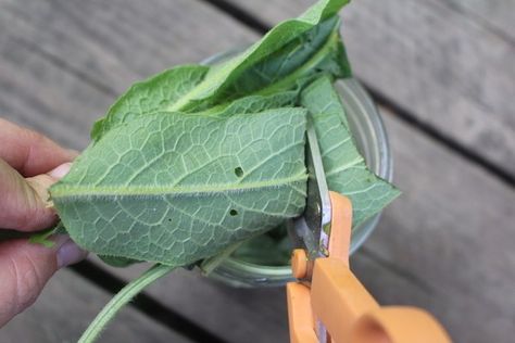 Comfrey Salve Recipe, Comfrey Salve, Natural Soaps Recipes, Homemade Body Care, Salve Recipes, Herbal Salves, Mountain Rose Herbs, Infused Oil, Leafy Plants