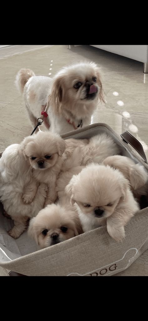 Pekingese Puppies For Sale, Puppy Pfp, Sketches Nature, Cute Dog Memes, Pekingese Puppies, Memes Dog, Animal Aesthetic, Wallpaper Dog, Tattoo Animal