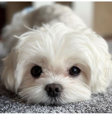 Teacup Maltipoo Full Grown, White Maltipoo, Shih Tzu Maltese Mix, Puppy Dog Pictures, Maltipoo Dog, Bichon Dog, Cute Small Dogs, Very Cute Puppies, Super Cute Puppies