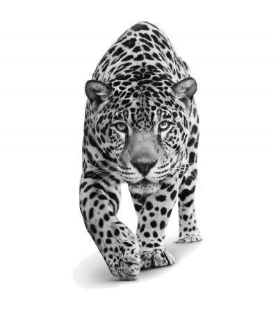 For similar reasons, the Leopard is also known to symbolize power and skills. When it comes to instincts nothing can beat the way that a Leopard can adapt and manipulate situations to work for their favor. Because of this, Leopards are also the symbol for cunningness and capability! #tattoo #tattoodesign #tattooing #leopard tattoos # tattoo ideas # modern leopard tattoos # inspirational leopard tattoo ideas # tattoo for animal lover # tattoo for men # tattoo for women # tattoo on shoulder Leopard Tattoo Ideas, Leopard Print Tattoos, Leopard Tattoo, Big Cat Tattoo, Jaguar Tattoo, Leopard Tattoos, Jaguar Animal, Animals And Pet Supplies, Leopard Art