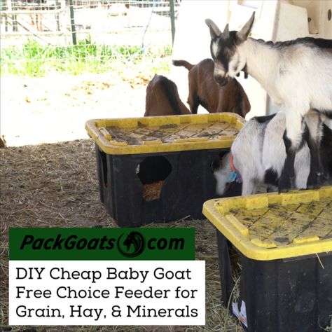 Marc Warnke, "The Goat Guy," at Packgoats.com shares how to make a DIY cheap baby goat free-choice feeder for grain, hay, and minerals. With wood prices so high, thought of an alternative to a tote. How do you keep the feeder secured?? Take a board on the bottom and a large screw and screw through the board and into the ground. If it gets loose just relocate and screw it down again. An easy solution to clean dry food to keep baby goats healthy. Diy Goat Feeder Grain, Diy Goat Feeder, Diy Goat Hay Feeder, Goat Hay Feeder, Goat Feeder, Hay Feeder, Baby Goat, Baby Goats, The Goat