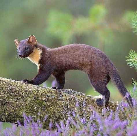 Pine Martens, Pine Martin, Mink Animal, Pine Marten, Fawns Deer, Interesting Animals, Forest Creatures, Floppy Disk, Rare Animals