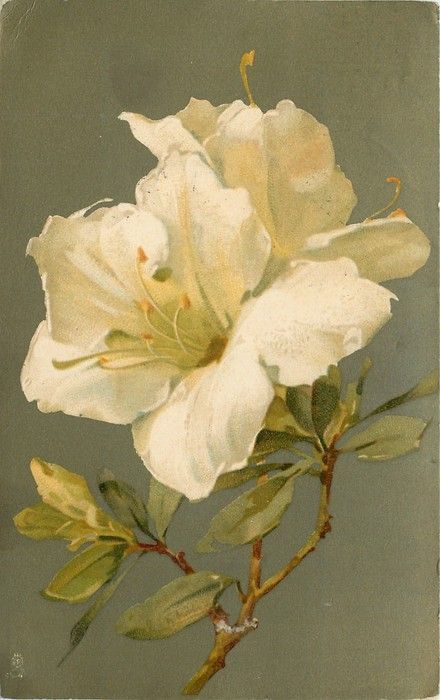 White Azaleas, Catherine Klein, White Azalea, Images Vintage, China Painting, Botanical Drawings, Arte Floral, Botanical Illustration, White Flower