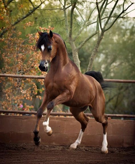 Bay Arabian stallion Bay Arabian Horse, Saddlebred Horses, American Saddlebred Horses, Arabian Stallions, American Saddlebred, Beautiful Arabian Horses, Horse Aesthetic, Horse Pattern, Arabian Horses