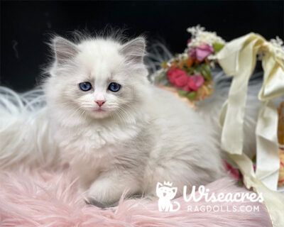 Rag Doll Kittens, Ragdoll Cats For Sale, Bicolor Ragdoll, White Ragdoll Cat, Ragdoll Cat Breeders, Blue Point Ragdoll, Ragdoll Kittens For Sale, Kittens Coloring, Ragdoll Kittens