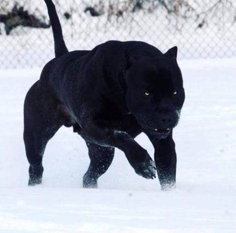 Pitbull Noir, Chien Cane Corso, Herding Dogs Breeds, Mexican Hairless Dog, Black Pitbull, Bully Breeds Dogs, Hairless Dog, Corso Dog, Scary Dogs