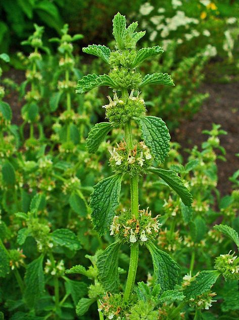 White Horehound - grow for it's medicinal properties.... can grow down to zone 3 Cough Drops, Sandy Soil, Ancient Knowledge, Growing Seeds, Medicinal Herbs, Perennials, Soil, Seeds, Herbs