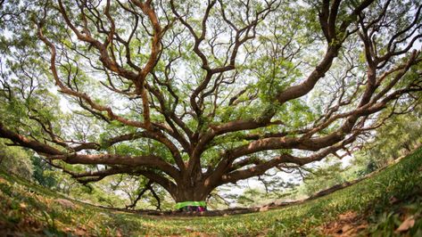 The Importance of the Bodhi Tree - ULC Blog - Universal Life Church Bodhi Tree Art, Buddha Tree, Bodh Gaya, Alchemy Art, Siddhārtha Gautama, Bodhi Tree, Symbol Tattoos, Western World, Sacred Places