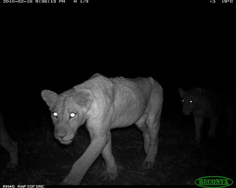 African Lion camera trap | Flickr - Photo Sharing! Starflesh Core, Trail Cam, African Lion, Nocturnal Animals, The Magnus Archives, Dark Grunge, Animal Planet, New Perspective, Big Cats